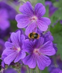 Bombus pratorum, Early Bumblebee, Alan Prowse